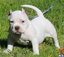 american pit bull puppy posted by Exotic Bully